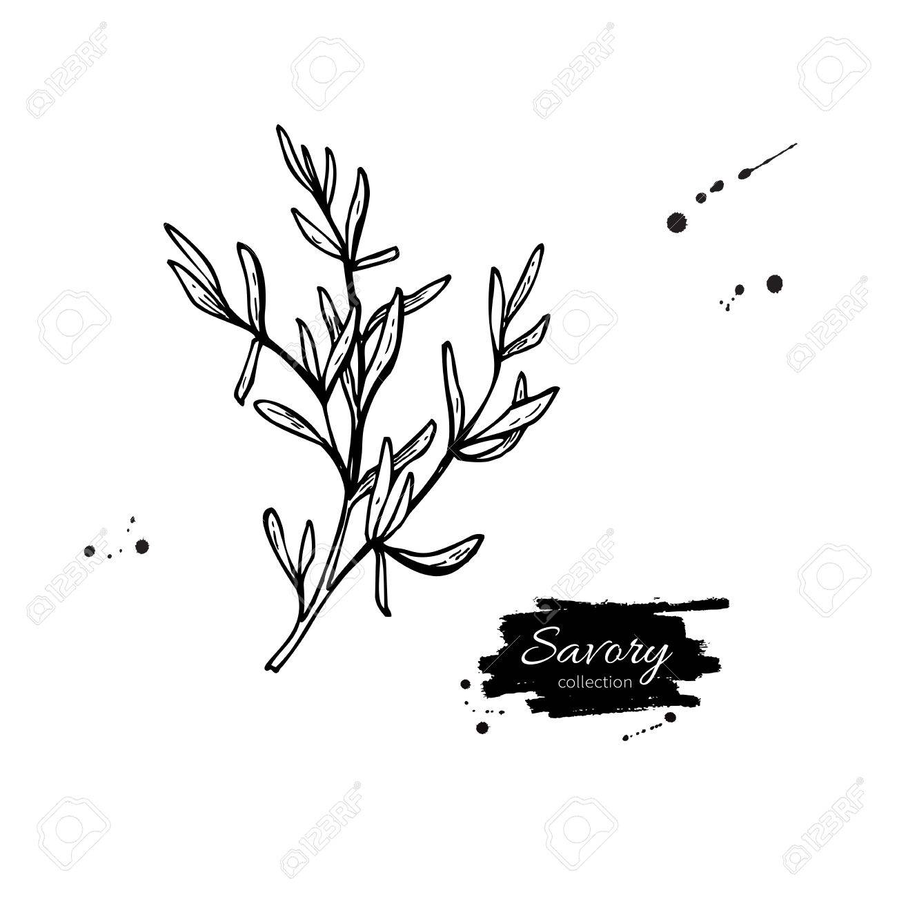 おいしいベクトルの手描きイラスト 孤立したスパイス オブジェクト 調味料 刻まれたスタイル 有機製品の詳細なスケッチをします 料理の味の成分 ラベル 記号 アイコンのための大きいのイラスト素材 ベクタ Image