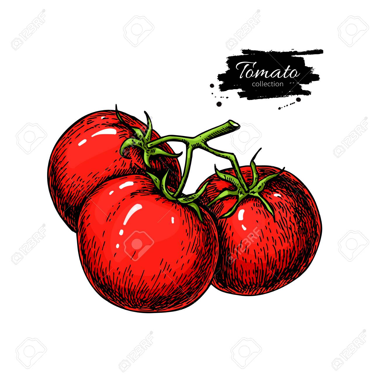 Tomato Vector Drawing Isolated Tomatoes On Branch Vegetable Royalty Free Cliparts Vectors And Stock Illustration Image 70212348