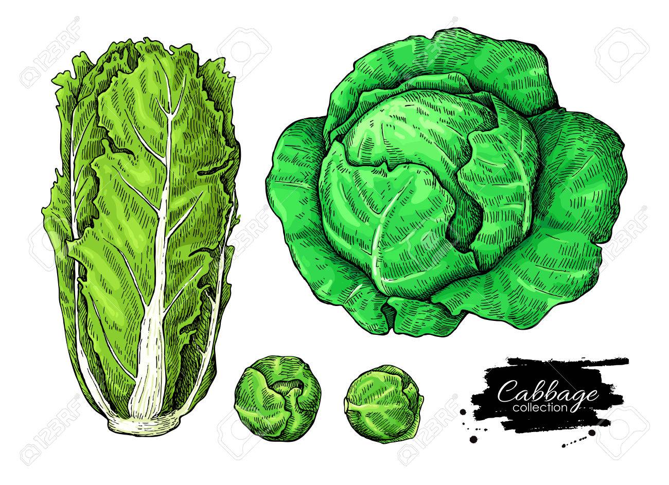 キャベツ手描きベクトル イラスト セット 白菜 芽キャベツのコンフィー 野菜 Atistic スタイル オブジェクトを分離します 図面詳細なベジタリアン料理 ファームの市場製品 のイラスト素材 ベクタ Image