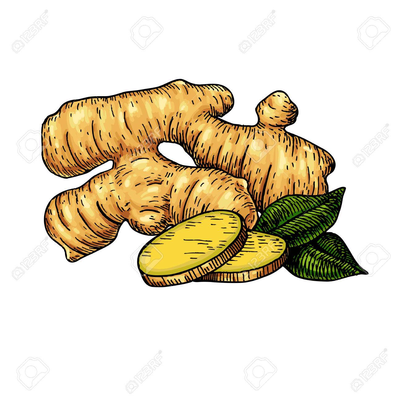 ジンジャー ルート ベクトルは手描き下ろしイラストです ルートとスライスしたパイ の写真素材 画像素材 Image