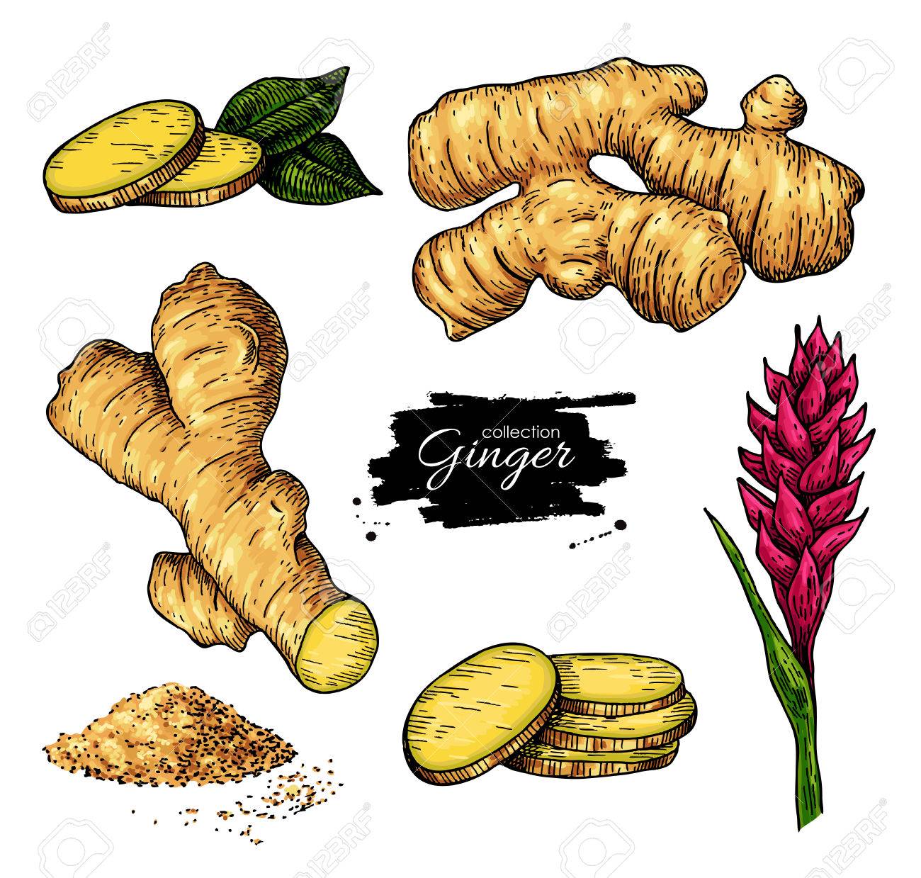 Ginger set. Vector hand drawn root, sliced pieces, powder and flower. Artistic style colorful flavor illustration. Herbal spice. Detox food ingredient. - 72406581 Ginger set. Vector hand drawn root, sliced pieces, powder and flower. Artistic style colorful flavor illustration. Herbal spice. Detox food ingredient. - 72406581
