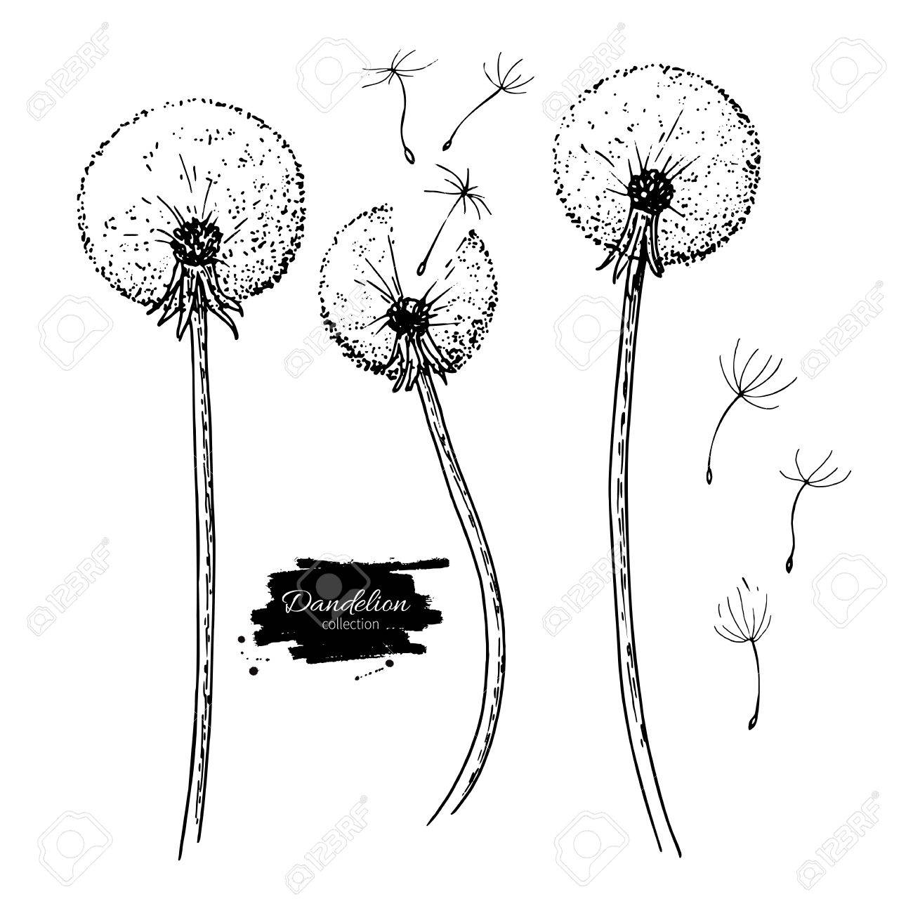Ensemble De Dessin Vectoriel Fleur Pissenlit Plante Sauvage Isolée Et Graines Volantes Illustration De Style Gravé à Base De Plantes Croquis