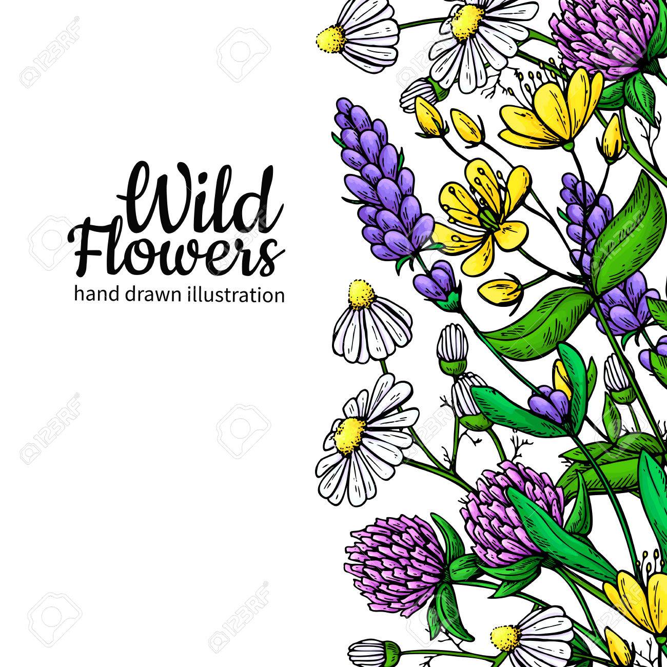 Wild Blumen Vektor Zeichnung Gesetzt Isolierte Wiesenpflanzen Und Blatter Krauter Kunstlerisch Lizenzfrei Nutzbare Vektorgrafiken Clip Arts Illustrationen Image 78422383