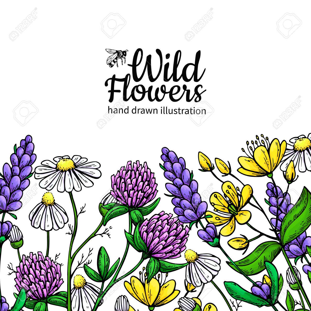 Wild Blumen Vektor Zeichnung Gesetzt Isolierte Wiesenpflanzen Und Blatter Krauter Kunstlerisch Lizenzfrei Nutzbare Vektorgrafiken Clip Arts Illustrationen Image 78450890