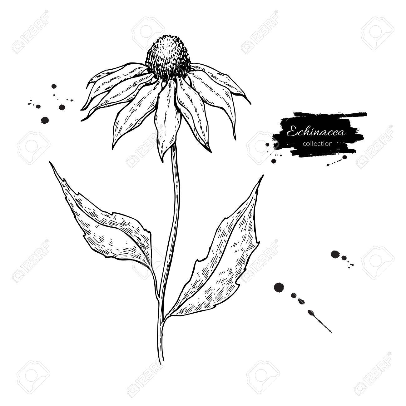 Dessin Vectoriel Echinacea Purpurea Fleur Et Feuilles Isolées Illustration De Style Gravé à Base De Plantes