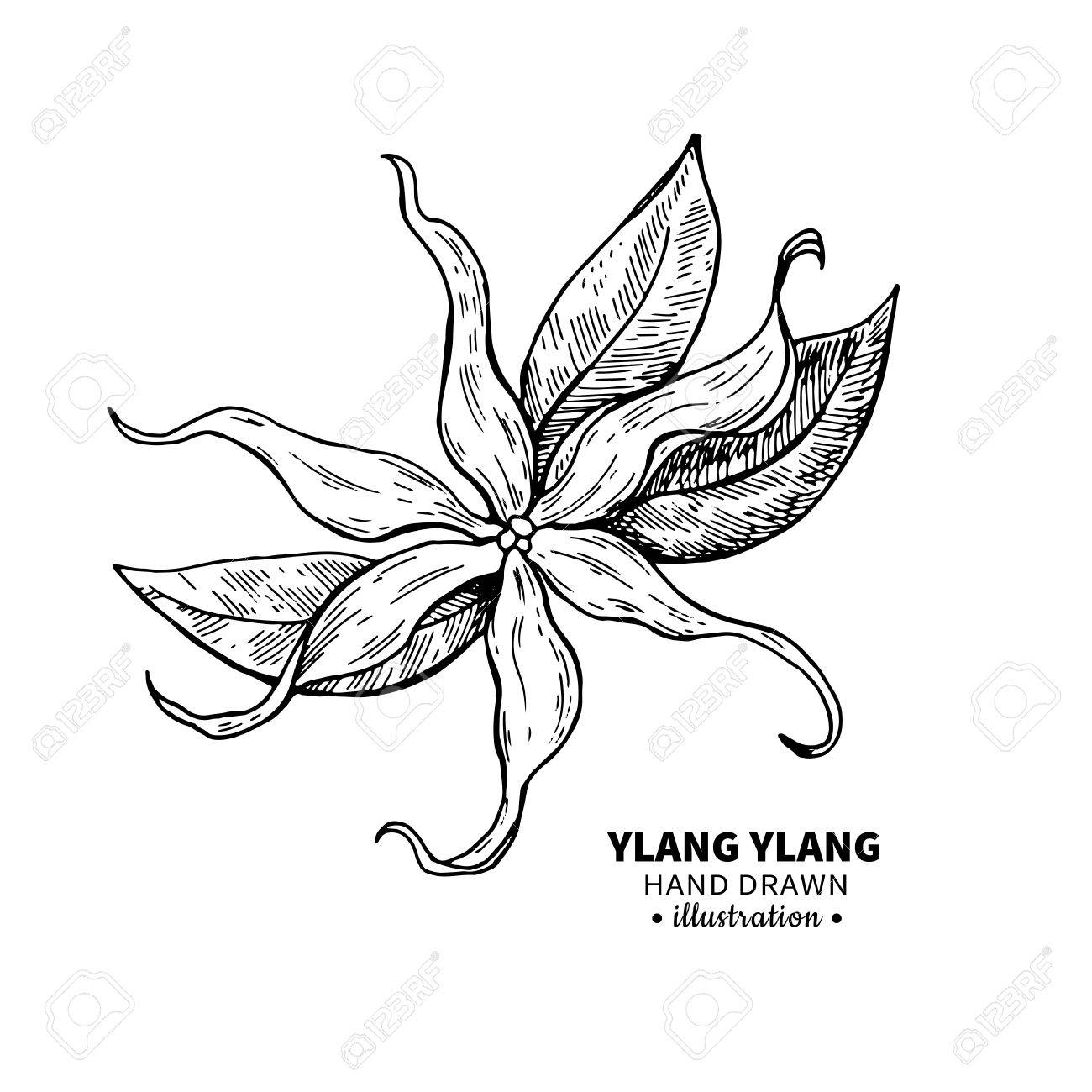 Ylang Ylang Vector Drawing Isolated Vintage Illustration Of