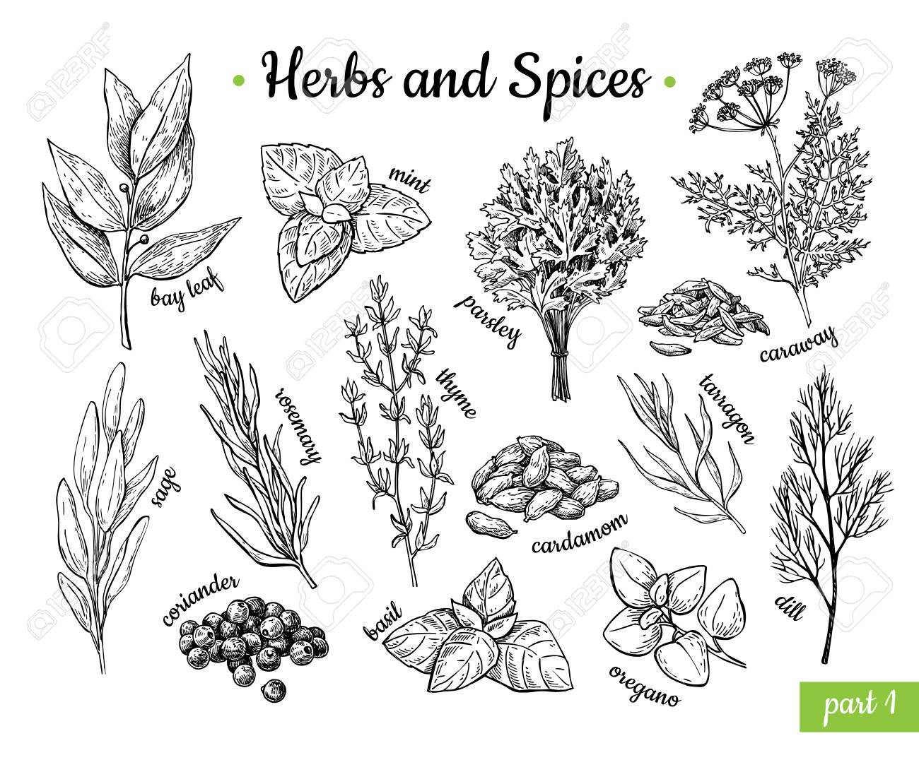 ハーブやスパイス 手描きベクトル イラスト セット 刻まれたスタイルの風味と香辛料を描きます 植物のヴィンテージ食品スケッチ ミント オレガノ キャラウェイ コリアンダー バジル ディルなど の イラスト素材 ベクタ Image ハーブやスパイス 手描きベクトル イラスト セット 刻まれたスタイルの風味と香辛料を描きます 植物のヴィンテージ食品スケッチ ミント オレガノ キャラウェイ コリアンダー バジル ディルなど の イラスト素材 ベクタ Image