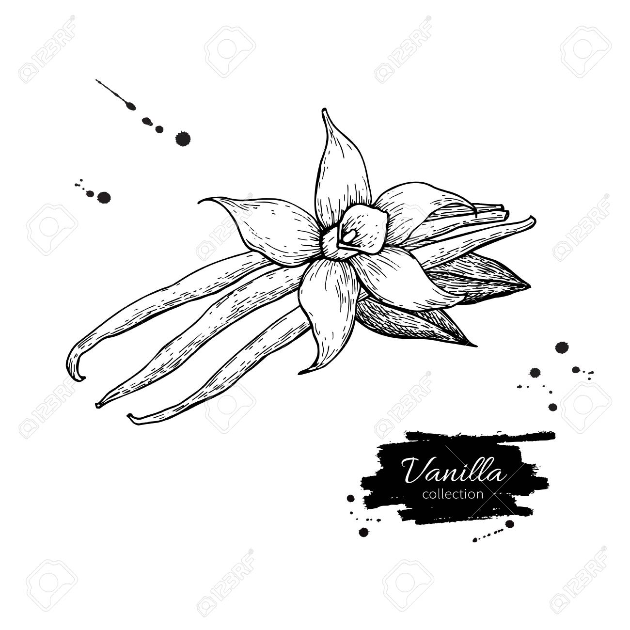 Dessin Vectoriel De Vanille Fleur Et Haricot Illustration De Nourriture Croquis Dessinés à La Main Isolé Sur Blanc épice De Style Gravée Et Objet De