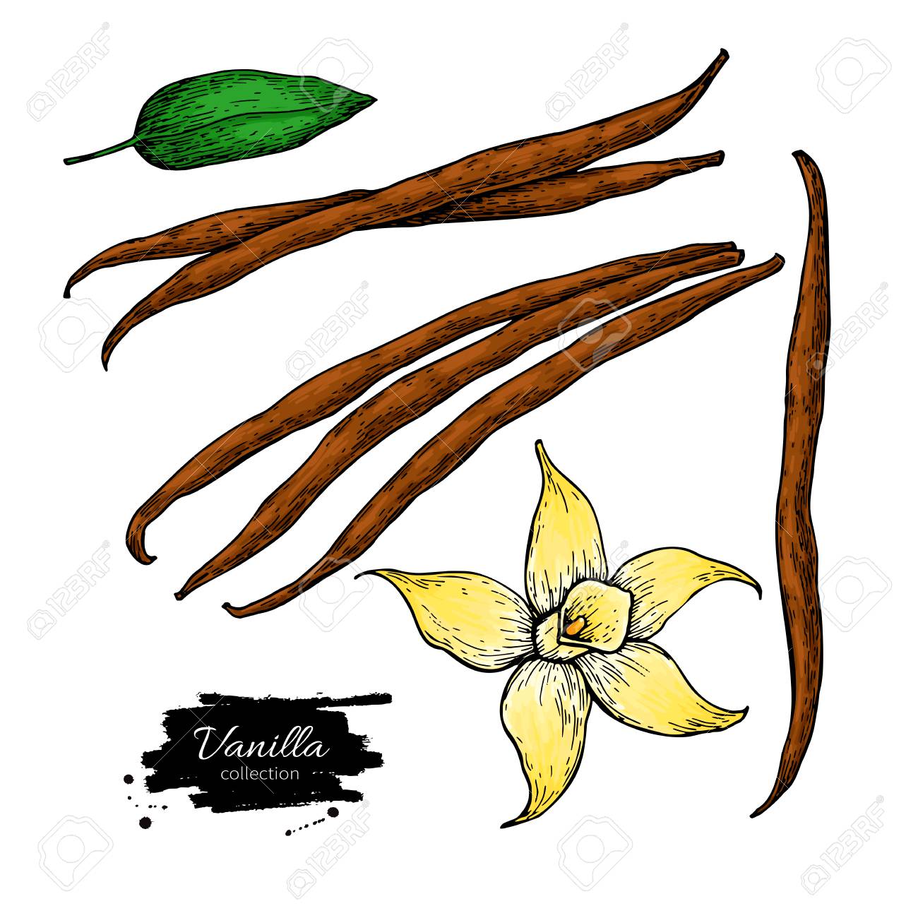 Vanilla Flower And Bean Stick Drawing. Royalty Free SVG, Cliparts, Vectors,  and Stock Illustration. Image 89146502.