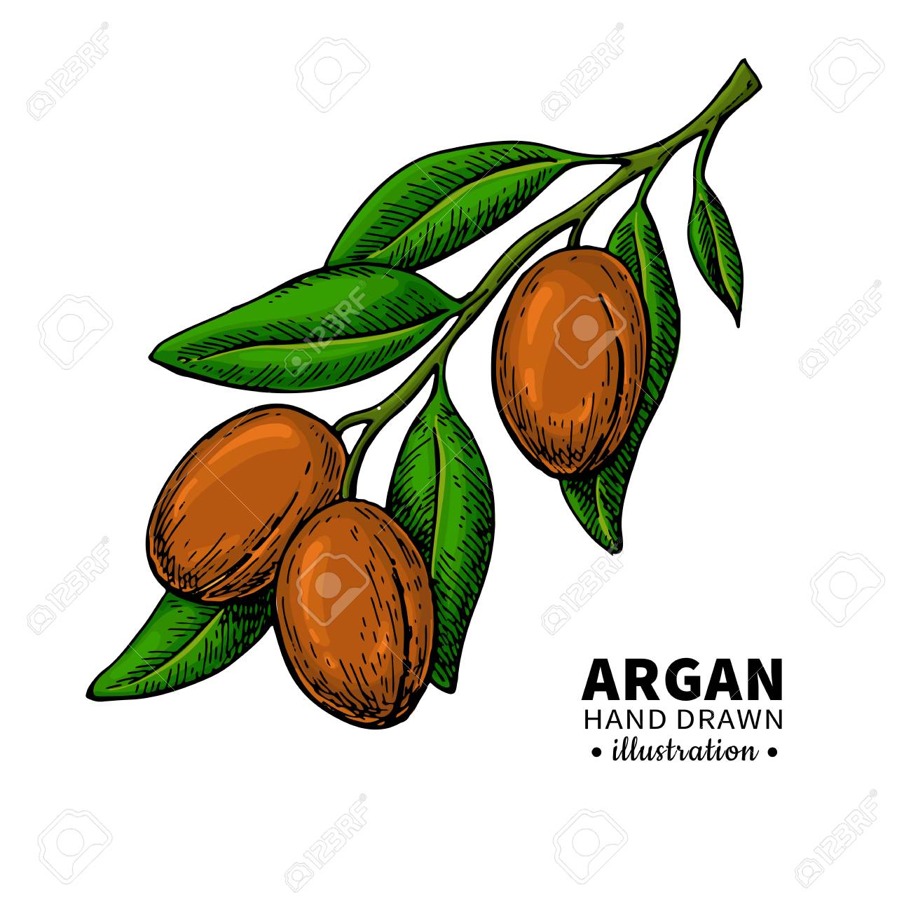 Argan Vector Drawing. Organic Essential Oil Sketch. Royalty Free SVG,  Cliparts, Vectors, and Stock Illustration. Image 92028427., image size:1300x1300