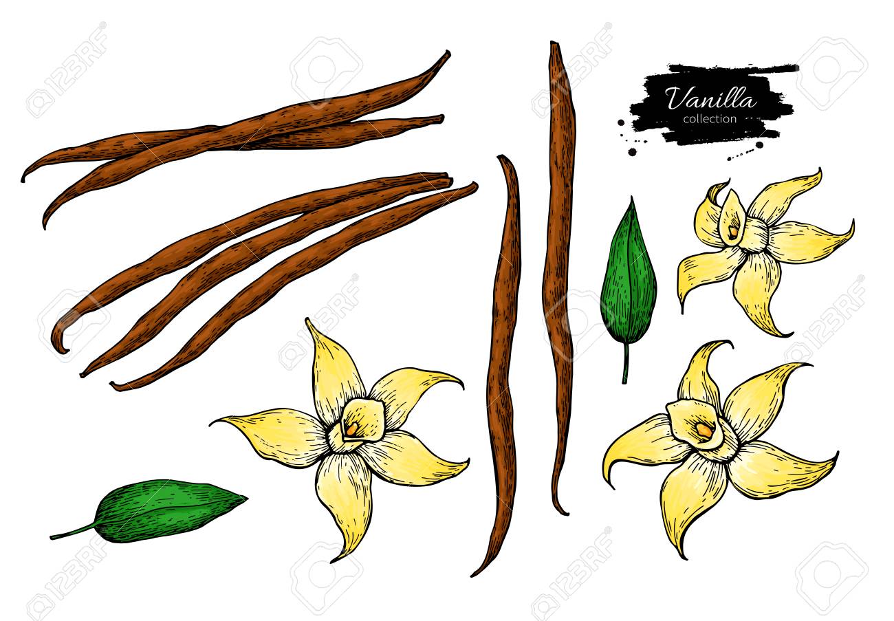Ensemble De Dessin Vectoriel Fleur Et Haricot Vanille Illustration De Nourriture Croquis Dessinés à La Main Isolé Sur Blanc Objet épice Et Saveur De