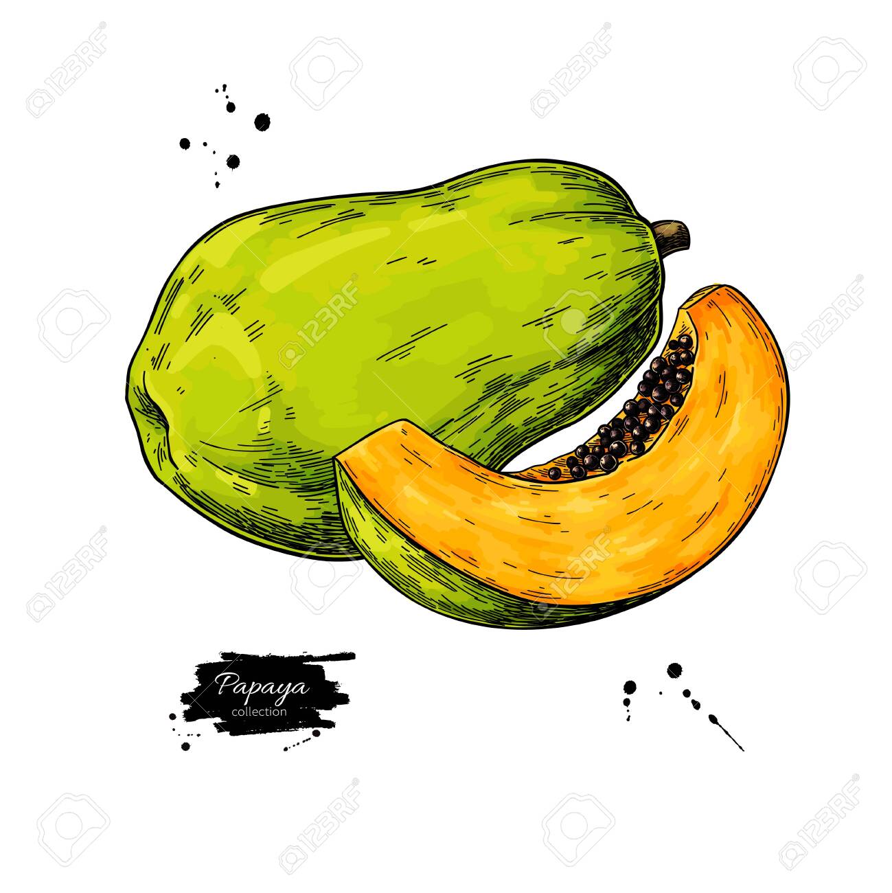 Papaya Vector Drawing. Hand Drawn Tropical Fruit Illustration ...