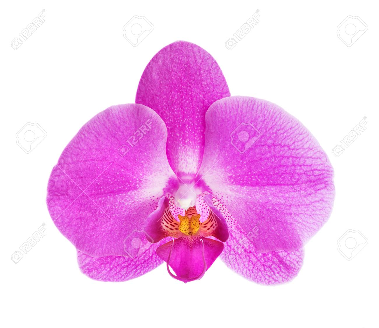Single Orchid Flower With Purple Petals And Yellow Center Isolated On White Background Close Up Orchid Flower Is Cut Out From The Background Stock Photo Picture And Royalty Free Image Image 75078193