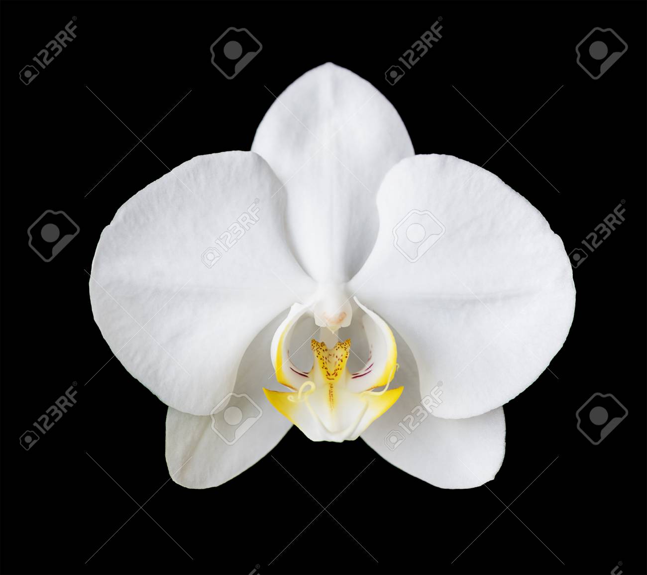 Single Elegant Flower Of A White Phalaenopsis Orchid Isolated On A Black Background Stock Photo Picture And Royalty Free Image Image 109557129