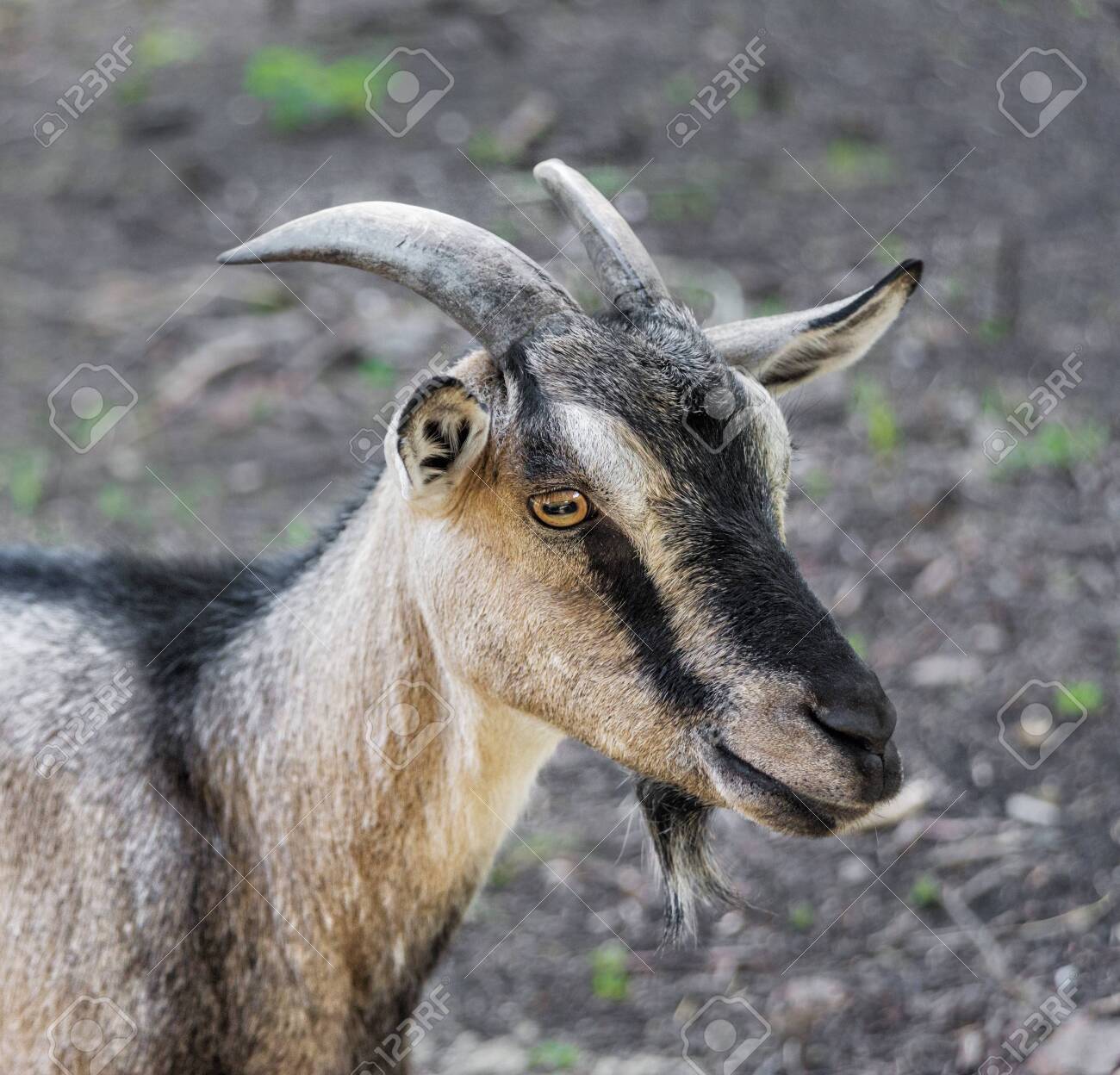 Close-up portrait of a brown domestic goat with horns outdoors - 135833709 Close-up portrait of a brown domestic goat with horns outdoors - 135833709
