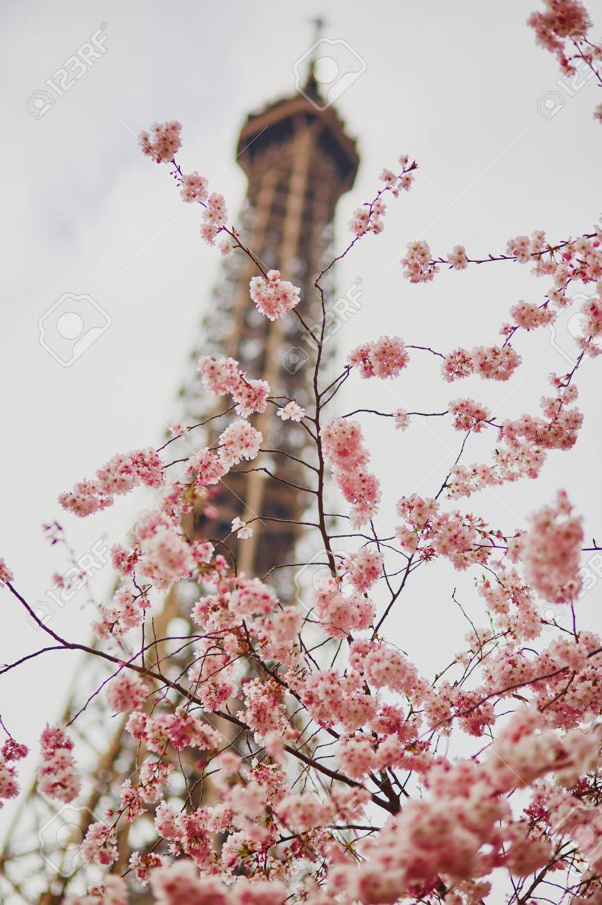 Fleurs De Cerisier En Pleine Floraison Avec La Tour Eiffel En Arrière Plan Au Début Du Printemps à Paris France