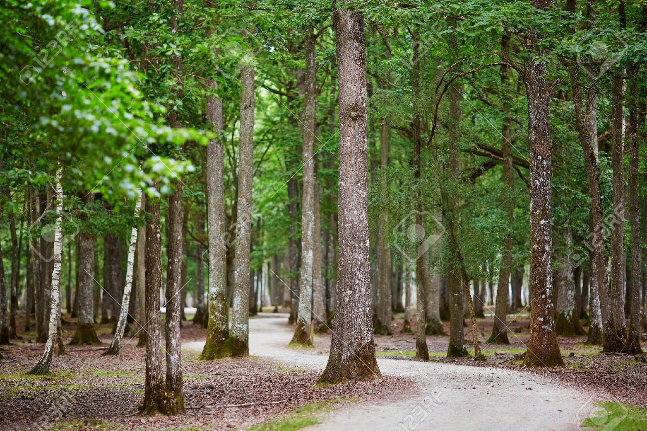 美しい混在松とそれを介して Footwalk 落葉広葉樹林 フランス ヨーロッパ の写真素材 画像素材 Image