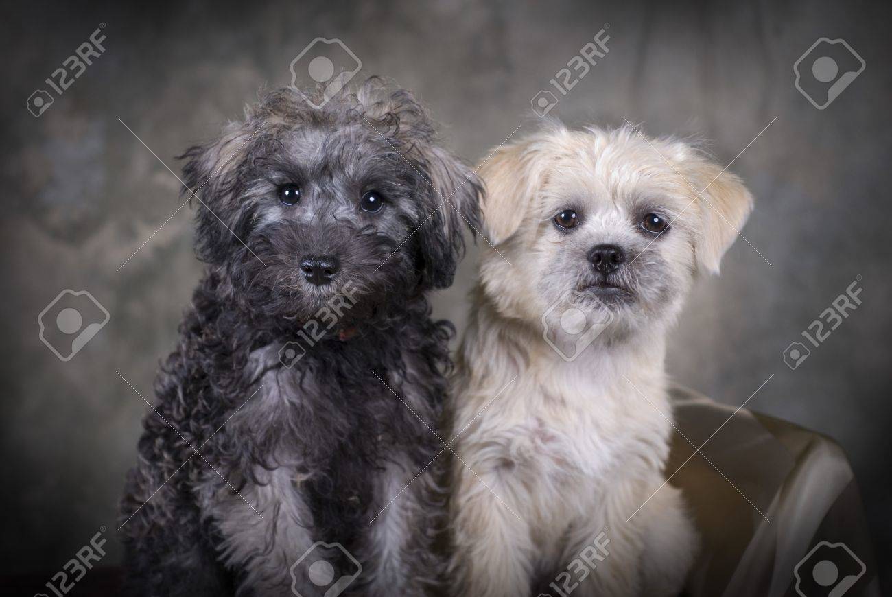 two cute mixed breed puppies sitting next to each other stock photo