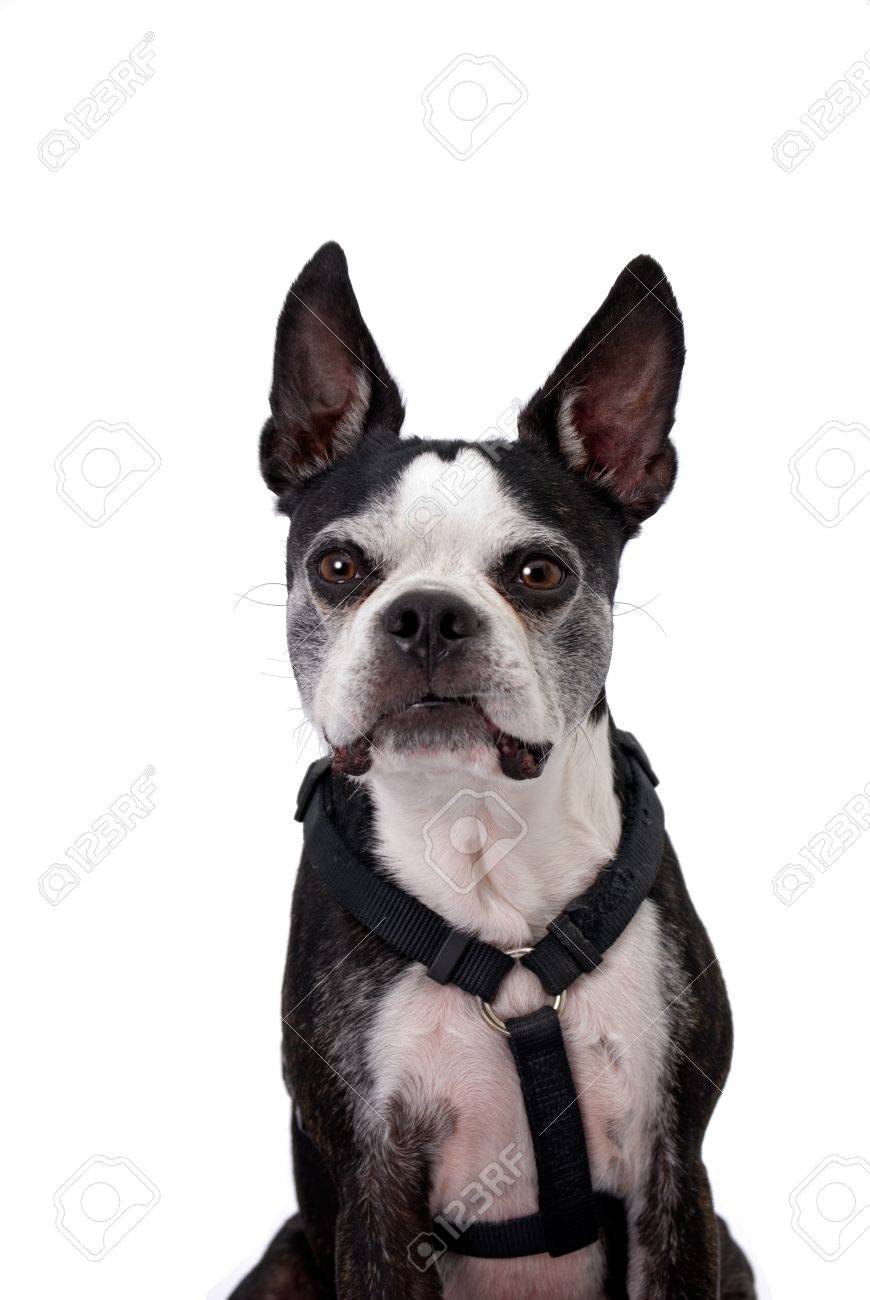 boston terrier harness