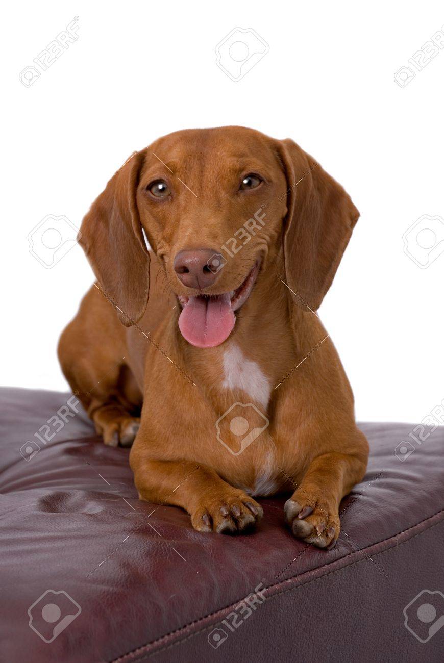 A Very Cute Red Short Haired Dachshund Lying On A Burgundy Leather