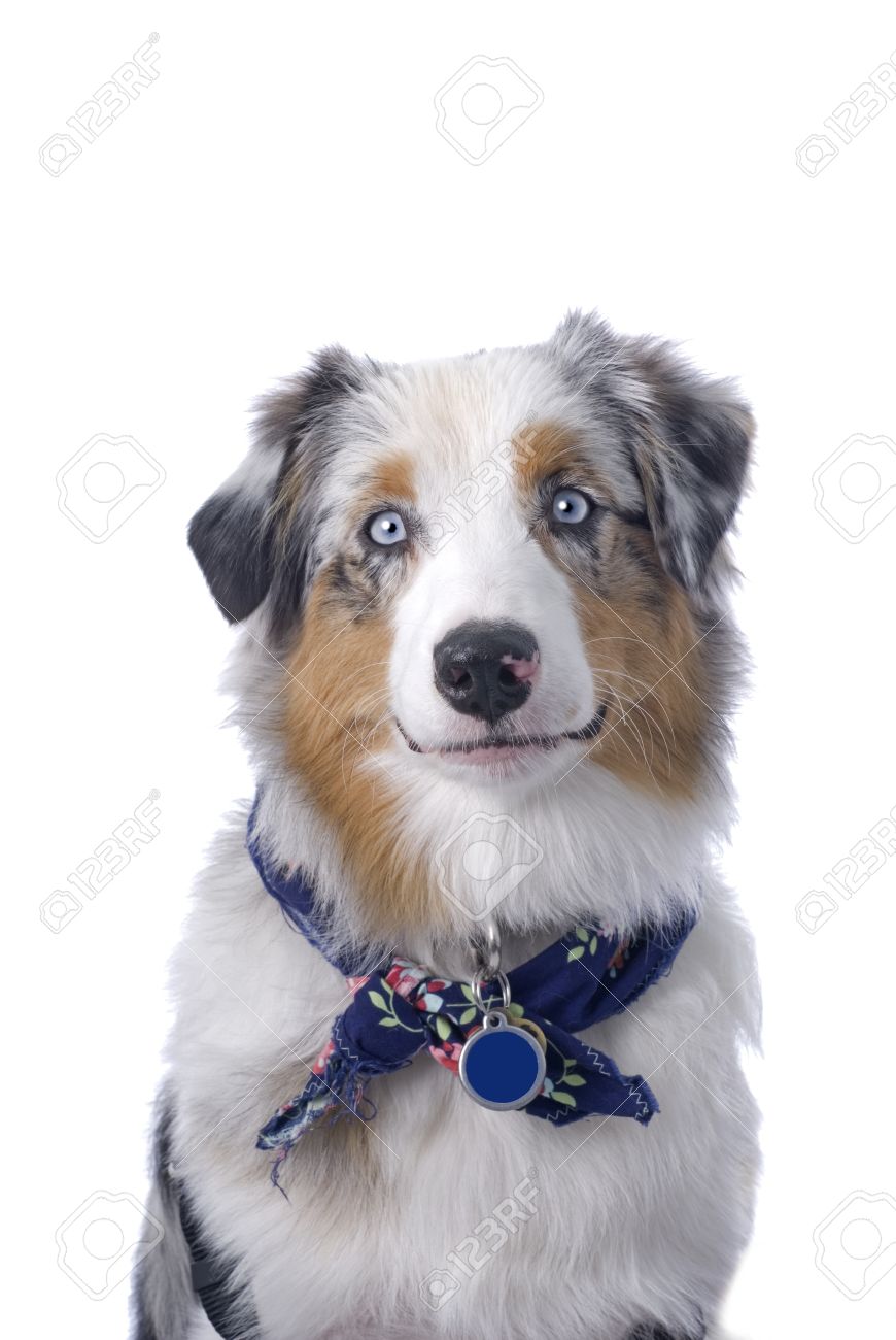 australian shepherd with blue eyes studio shot of a pretty blue eyed blue merle australian shepherd australian shepherd with blue eyes studio shot of a pretty blue eyed blue merle australian shepherd