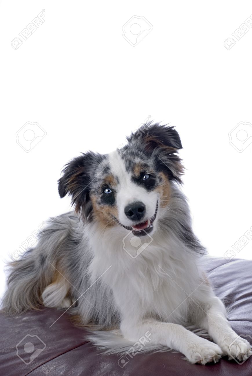 mini aussiedoodle merle