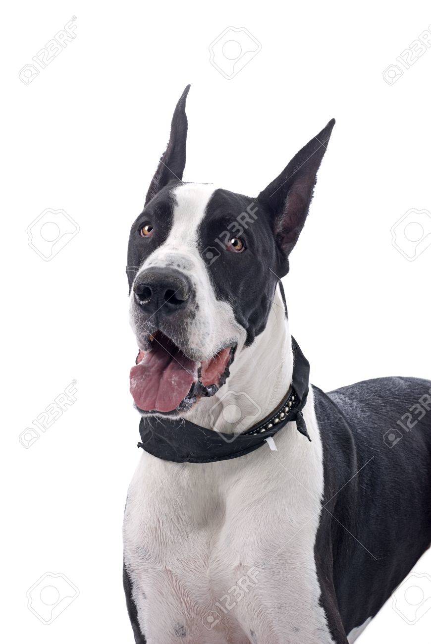 great dane head collar