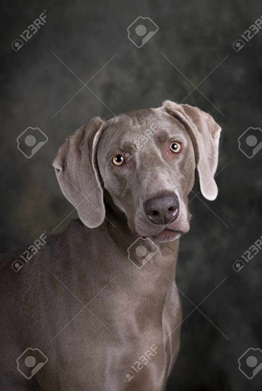 暗いトーンの緑と灰色の背景に美しいワイマラナー犬の垂直スタジオの頭と肩のイメージ の写真素材 画像素材 Image