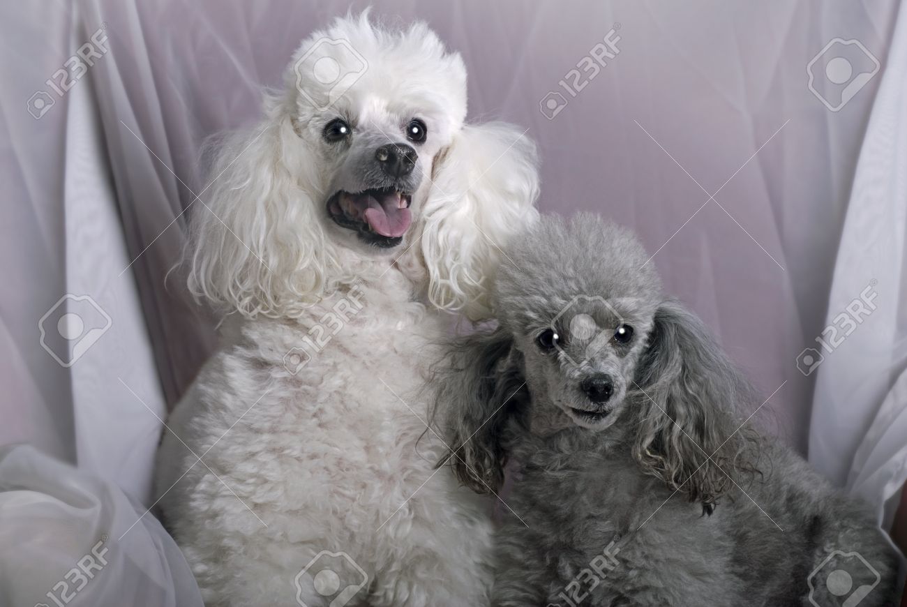 A Horizontal Close Up Portrait Of A White Miniature Poodle And A Gray Toy  Poodle Against A Soft, White Drape Stock Photo, Picture And Royalty Free  Image. Image 17001202.