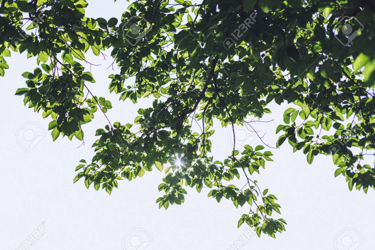 Tree With Green Leafs And Sun Shining Through Leaves Stock Photo