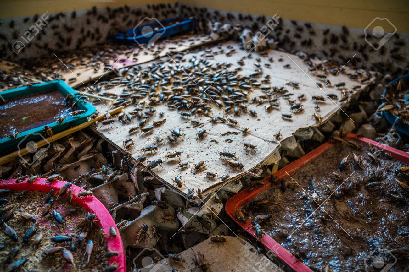 ファーム 食品として消費のためにコオロギし 動物の飼料を使用します の写真素材 画像素材 Image