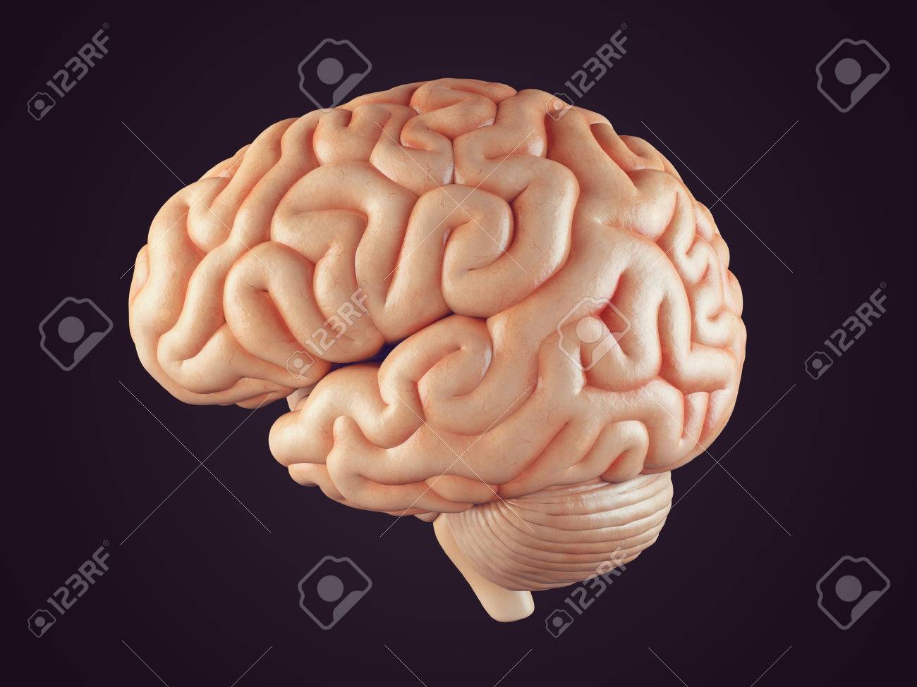 黒の分離脳正面の現実的な 3 D イラスト の写真素材 画像素材 Image