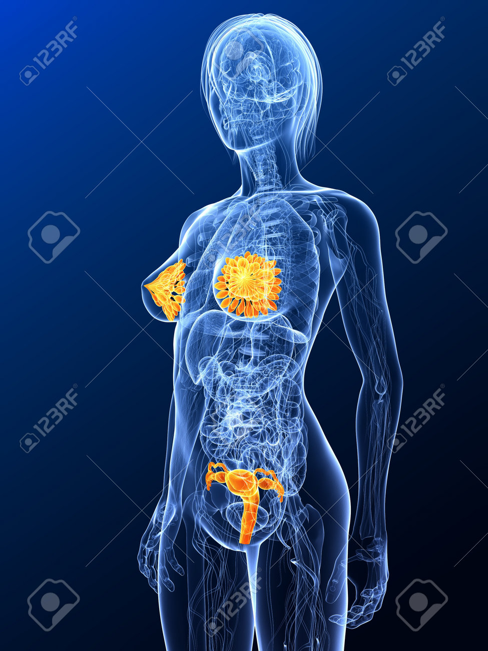 female anatomy sex Female anatomy sex