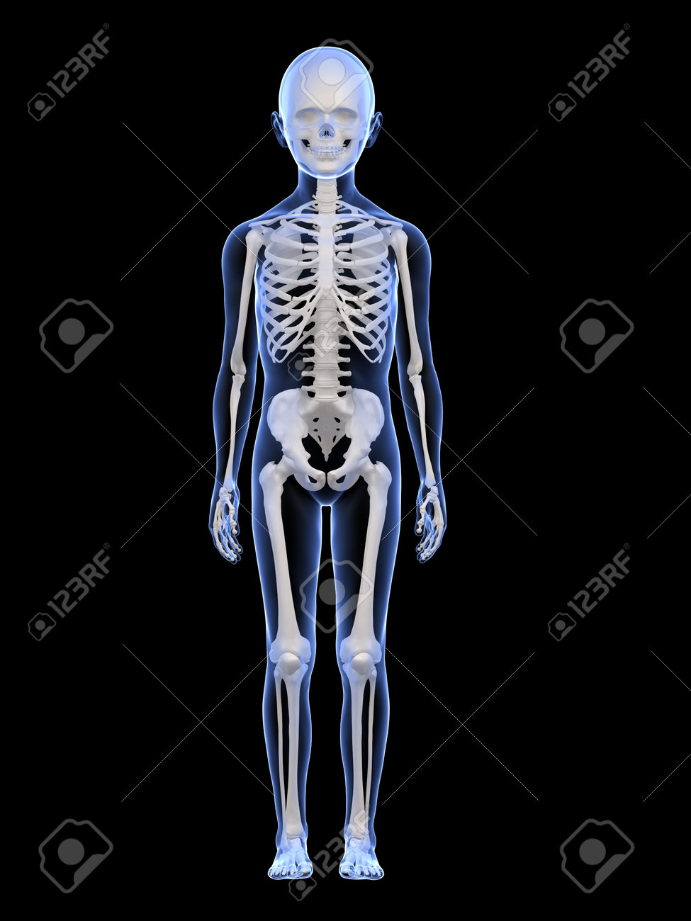 男性子供の解剖学 骨格 の写真素材 画像素材 Image