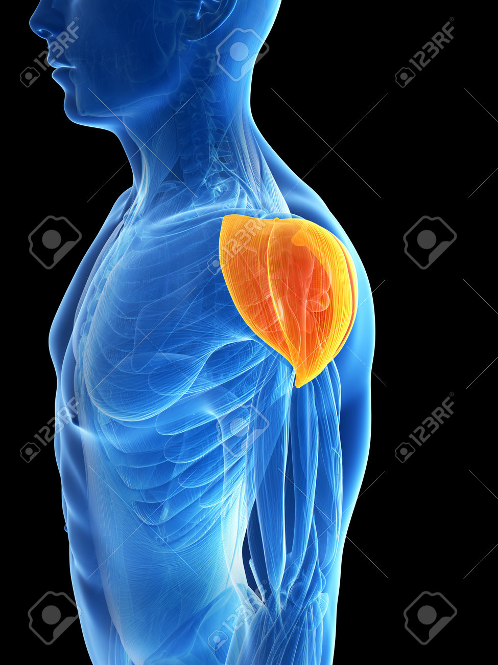 3 D レンダリングされたイラスト 肩の筋肉 の写真素材 画像素材 Image