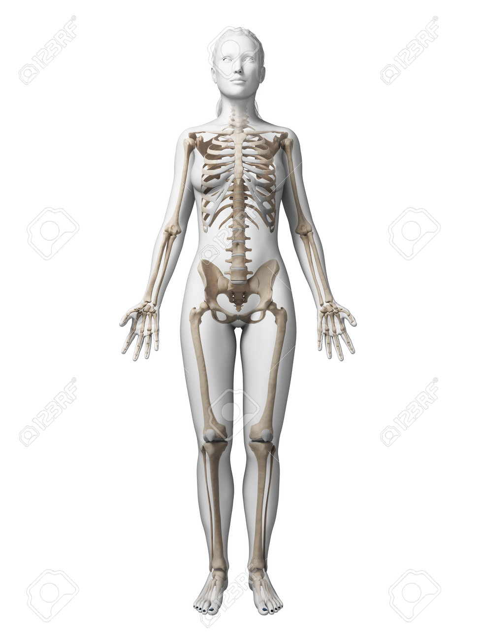 3d Rindio La Ilustracion Del Esqueleto Femenino Fotos Retratos