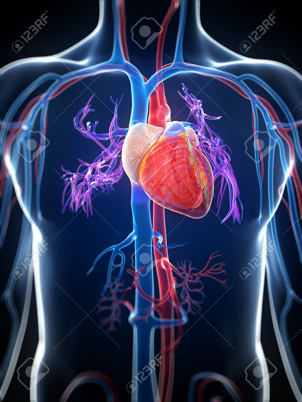 Image result for images of the human heart 