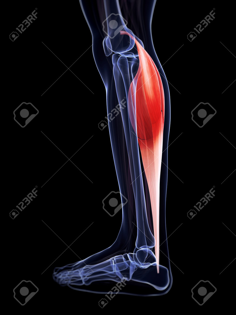 3d rendered illustration of the gastrocnemius muscle stock photo