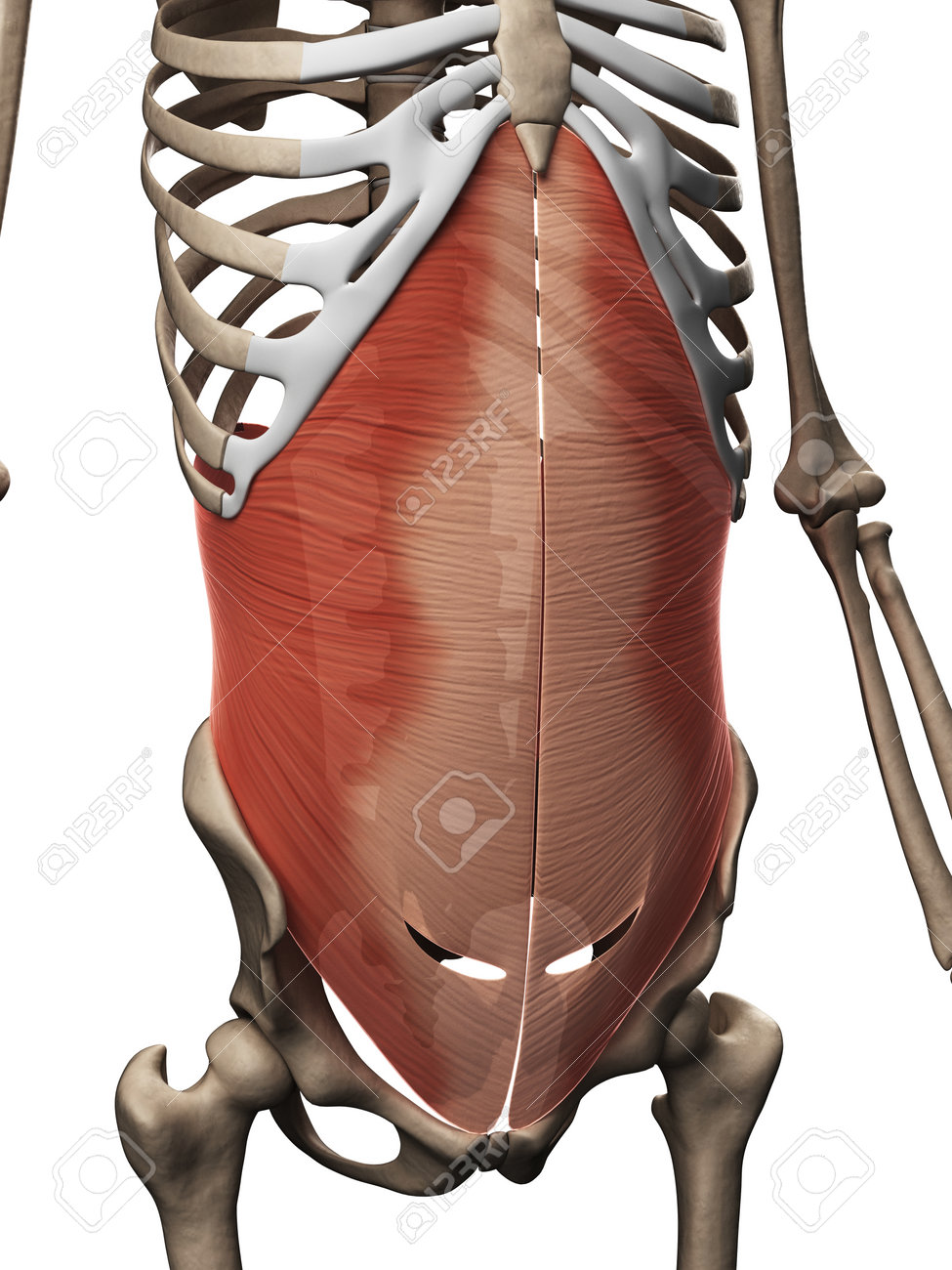 Transverso del abdomen musculo