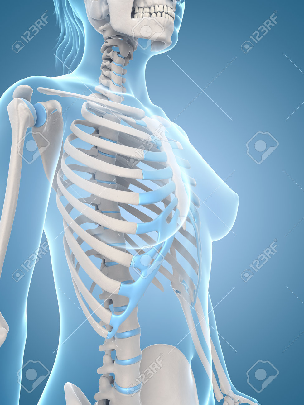 女性の骨格の医療イラスト の写真素材 画像素材 Image 女性の骨格の医療イラスト の写真素材 画像素材 Image