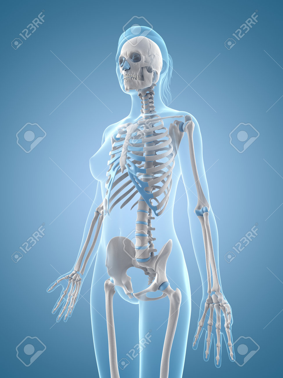 女性の骨格の医療イラスト の写真素材 画像素材 Image