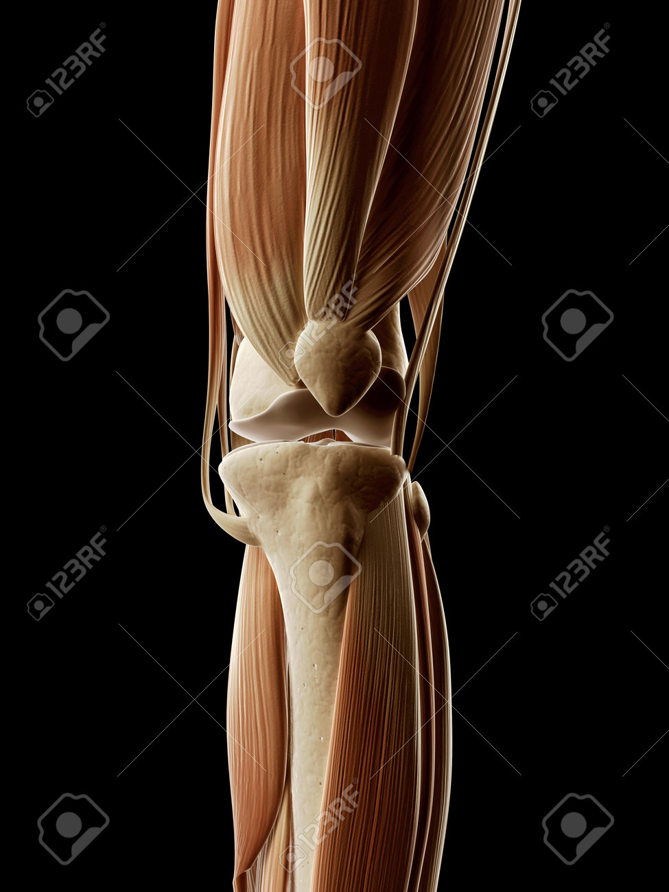 脚の筋肉の医療イラスト の写真素材 画像素材 Image