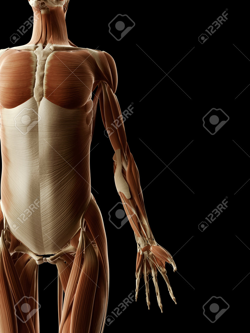 腕の筋肉の医療イラスト の写真素材 画像素材 Image 腕の筋肉の医療イラスト の写真素材 画像素材 Image