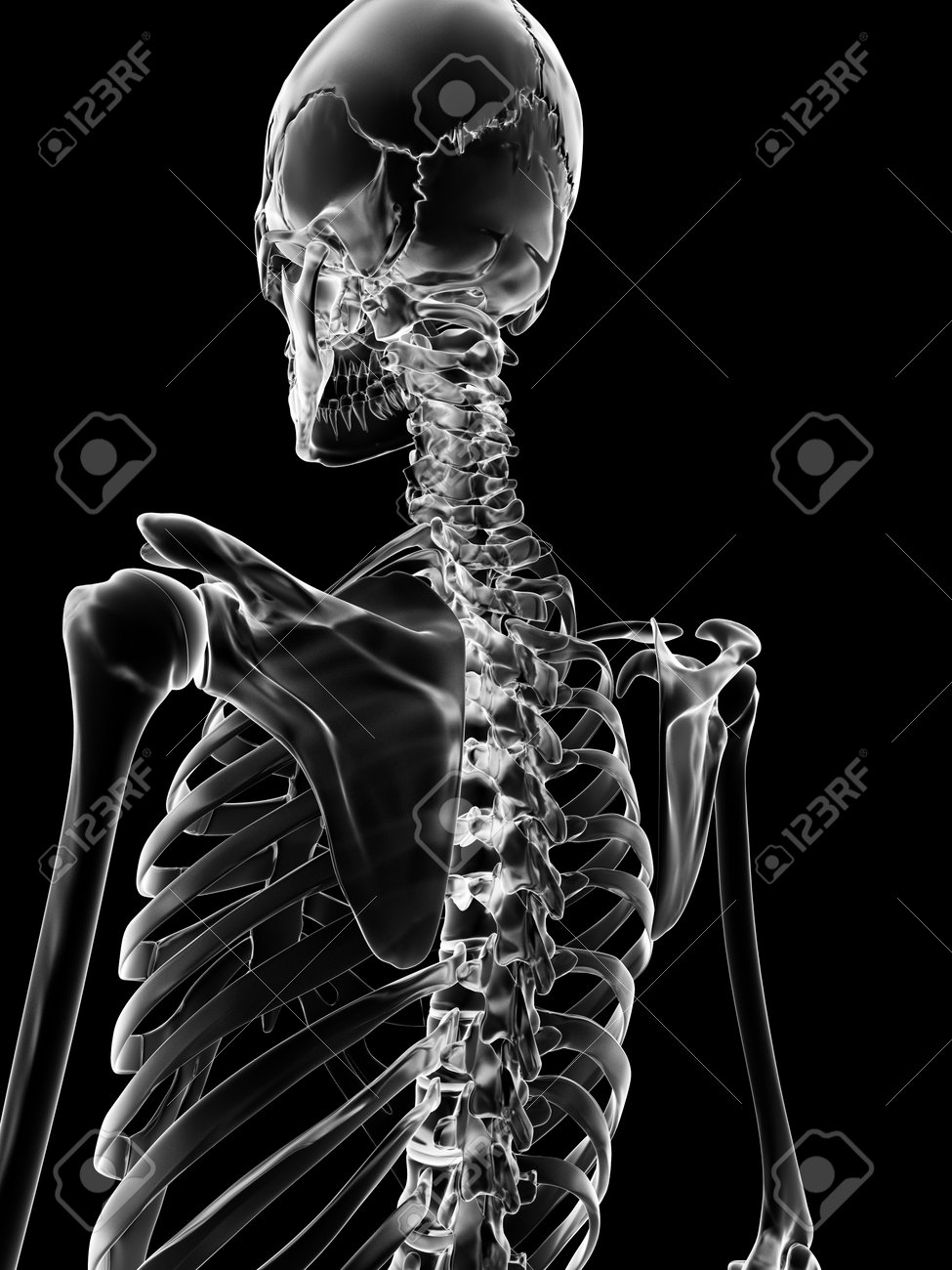 骨格の背中の医療イラスト の写真素材 画像素材 Image