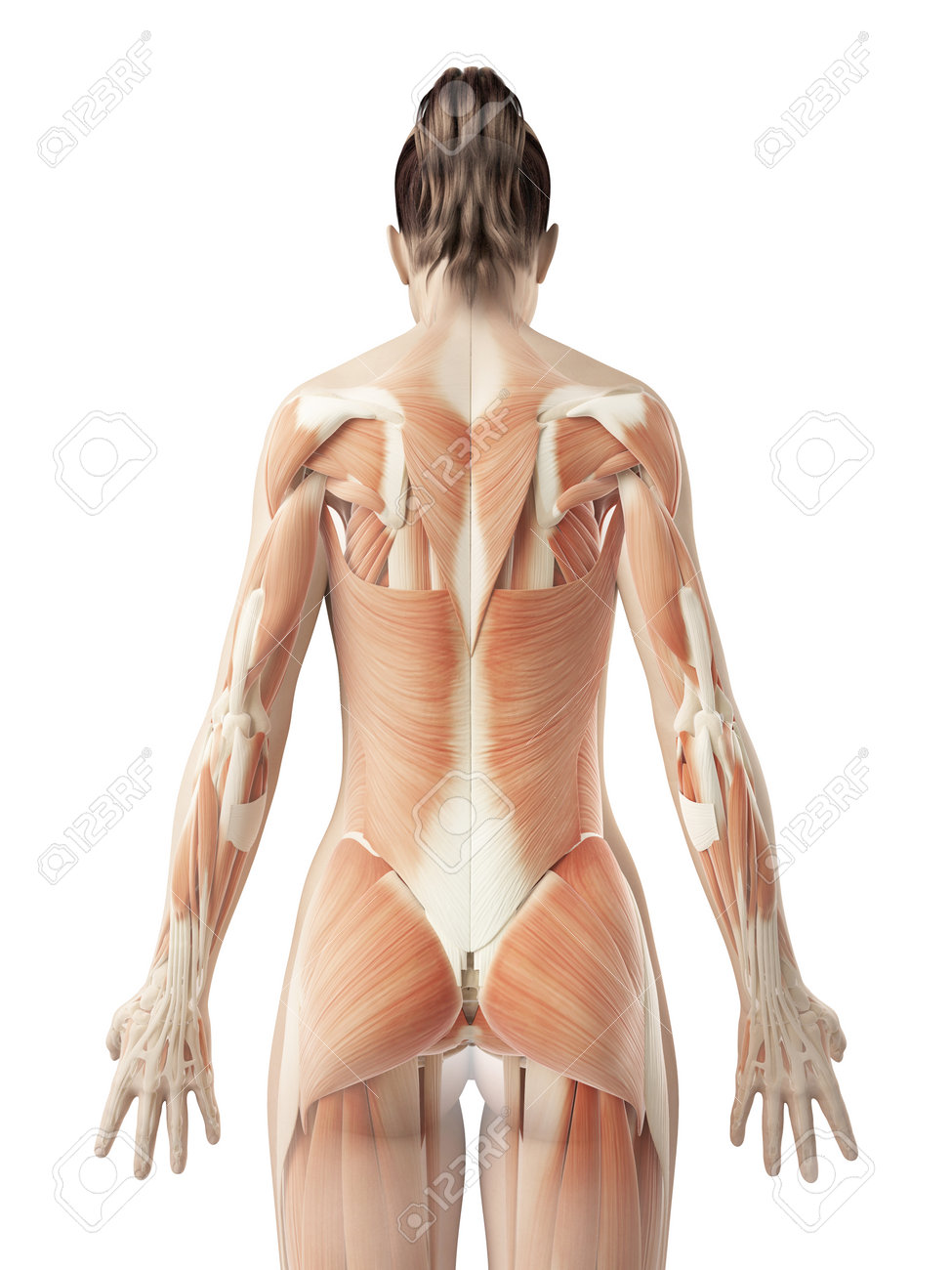 Musculos De La Espalda Femeninos Fotos Retratos Imagenes Y Fotografia De Archivo Libres De Derecho Image