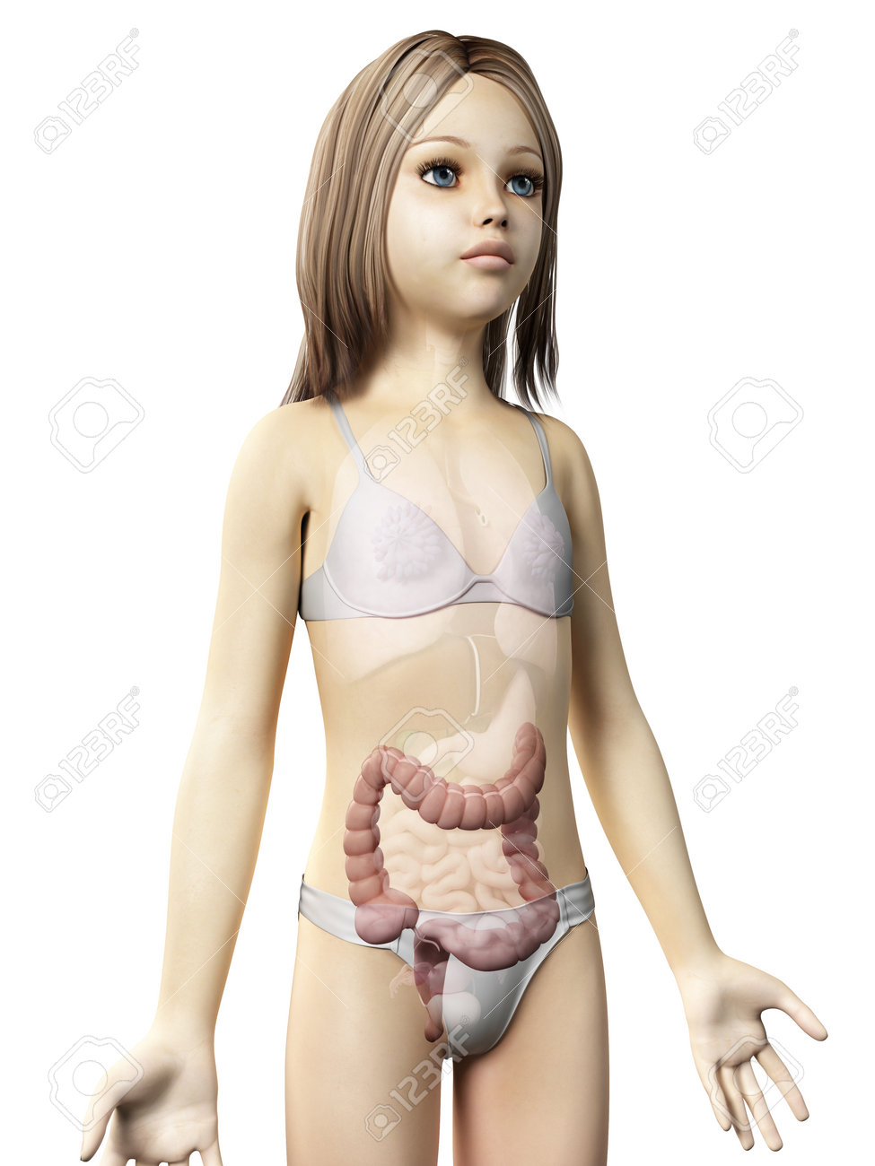 Anatomie D Une Jeune Fille Le Colon Banque D Images Et Photos Libres De Droits Image