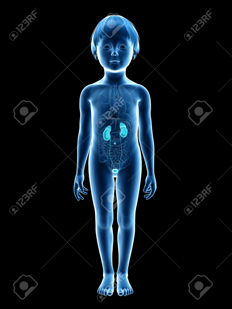 Anatomy Of A Young Child - Urinary System Stock Photo, Picture and Royalty  Free Image. Image 26849918., image size:975x1300