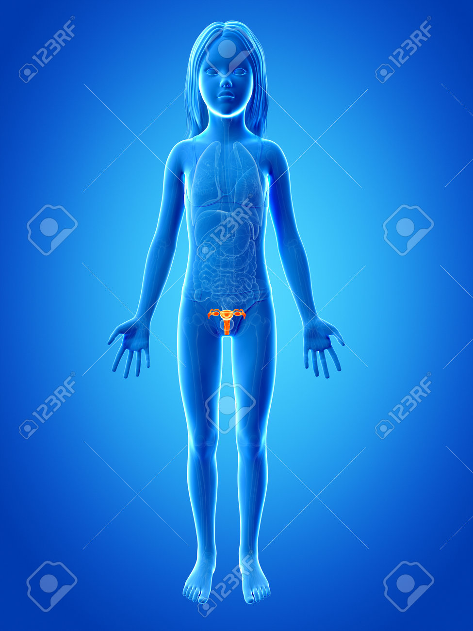 Anatomie D Une Jeune Fille L Uterus Banque D Images Et Photos Libres De Droits Image