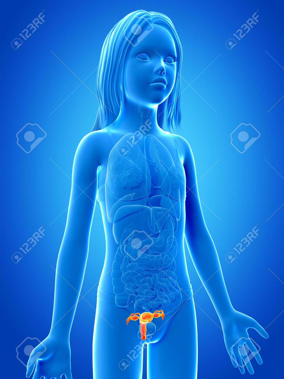 少女　解剖 少女 - 子宮の解剖学の写真素材・画像素材 Image 26947332