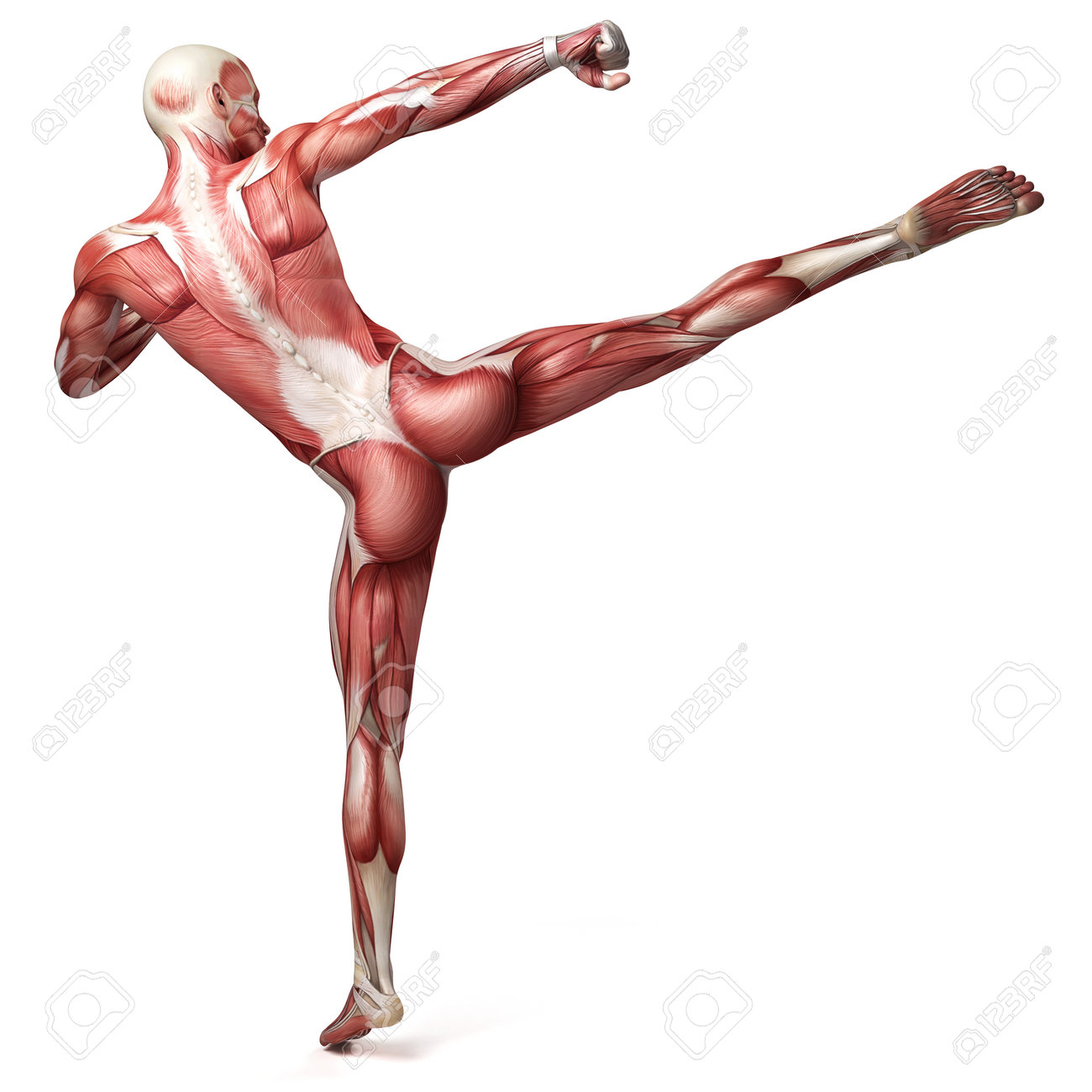 Medical 3d Illustration Of The Male Muscular System Stock Photo Picture And Royalty Free Image Image